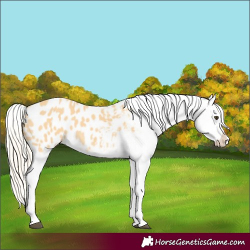 Horse Color:Palomino Appaloosa 