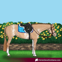 Horse Color:White Spotted Red Dun Rabicano and White Spotted Red Dun Rabicano