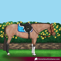 Horse Color:Bay Roan Tobiano 