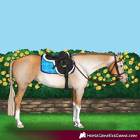 Horse Color:Gray Gold Cream Champagne Tobiano 
