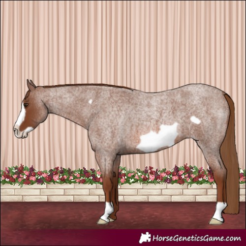 Horse Color:Red Roan Frame