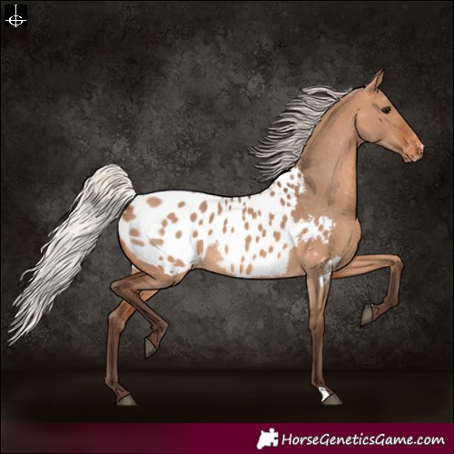 Horse Color:Silver Brown Dun Blanket 