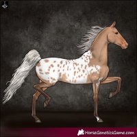 Horse Color:Silver Brown Dun Appaloosa 
