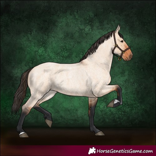 Horse Color:Bay Roan Dun 