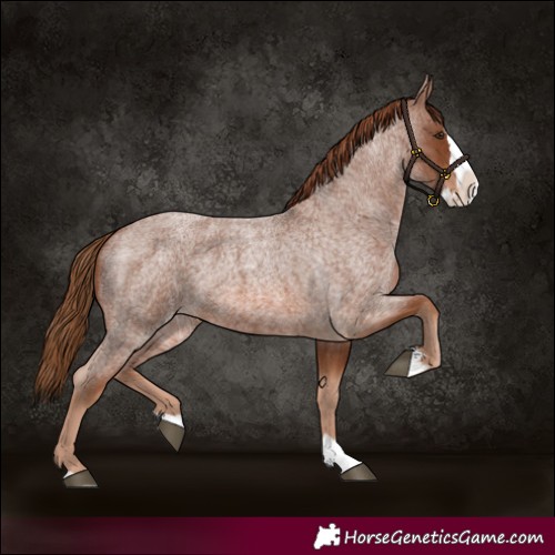Horse Color:Red Roan Splash 