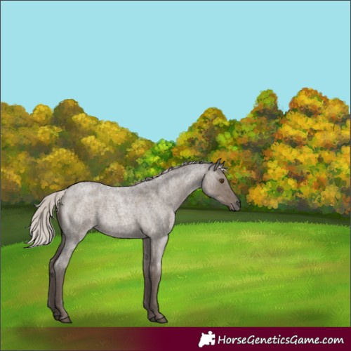 Horse Color:Silver Grullo Roan Brindle 
