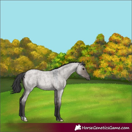 Horse Color:Grullo Roan 