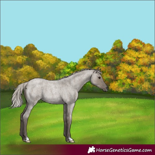 Horse Color:Silver Grullo Roan 