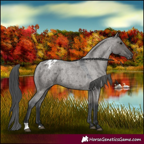Horse Color:Grullo Roan Appaloosa 