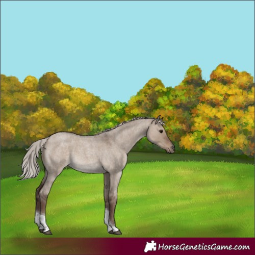 Horse Color:Silver Grullo Roan Tobiano 