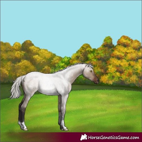 Horse Color:Silver Brown Roan Dun 
