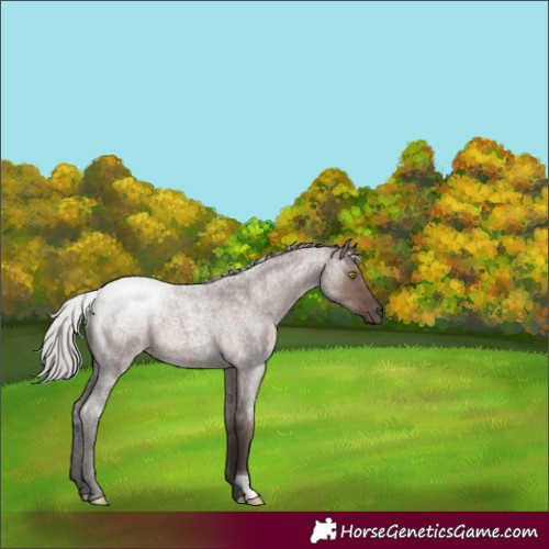 Horse Color:Silver Grullo Roan 