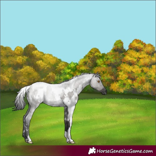 Horse Color:White Spotted Grullo Roan 