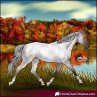 Horse Color:Silver Grullo Roan 