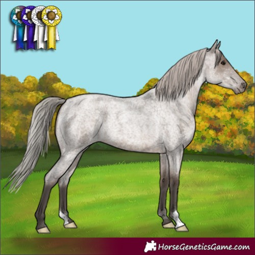 Horse Color:Silver Grullo Roan 