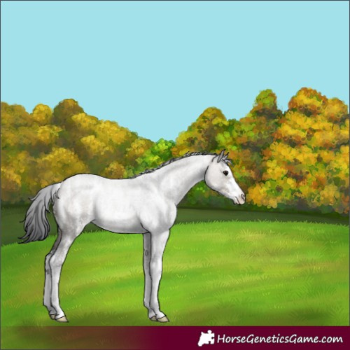 Horse Color:Brown Roan Dun Sabino 
