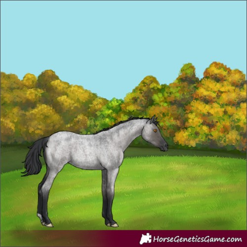 Horse Color:Grullo Roan 