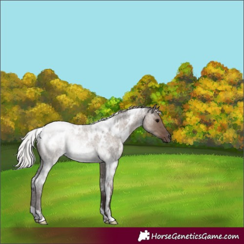 Horse Color:White Spotted Silver Grullo Roan 