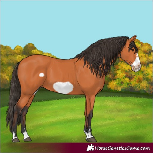 Horse Color:Bay Frame 