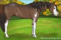 Horse Color:Liver Chestnut Sabino