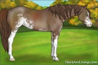 Horse Color:Liver Chestnut Sabino