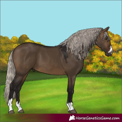 Horse Color:Gray Silver Brown Dun 