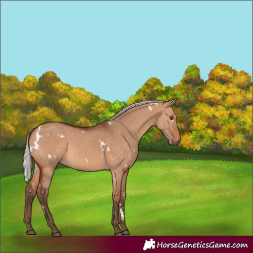 Horse Color:White Spotted Silver Bay Dun 