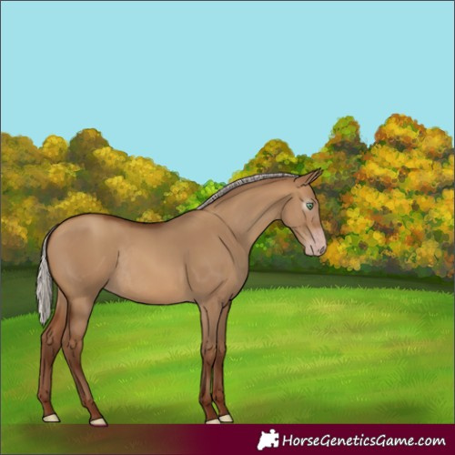 Horse Color:Gray Silver Sable Champagne Dun Rabicano 