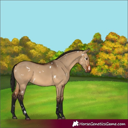 Horse Color:Gray White Spotted Bay Dun 