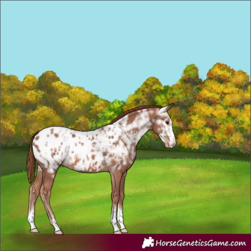 Horse Color:Chestnut Ice Appaloosa 