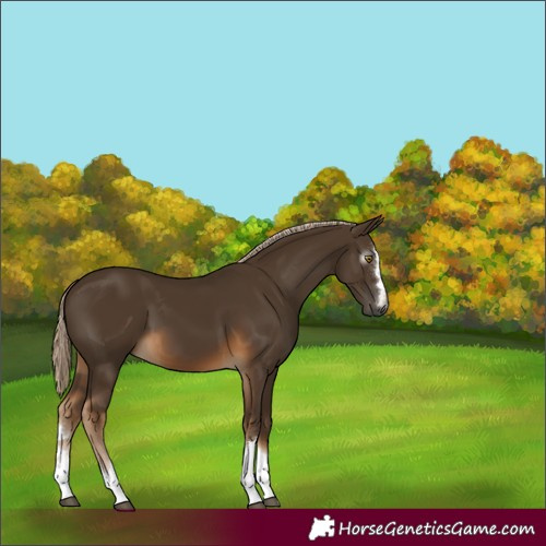 Horse Color:Gray Chocolate Palomino 