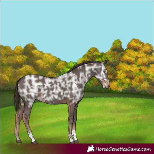 Horse Color:Liver Chestnut Ice Tobiano 