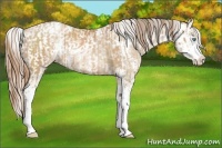 Horse Color:Bay Pearl Sabino  and Chocolate Buckskin Pearl Sabino 