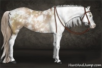 Horse Color:Liver Chestnut Pearl Sabino 
