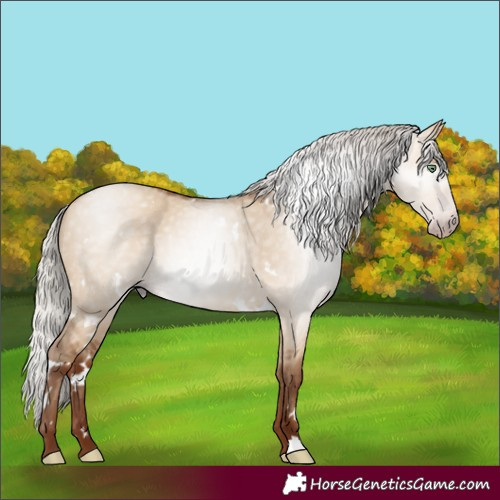 Horse Color:Gray White Spotted Silver Amber Champagne Dun 