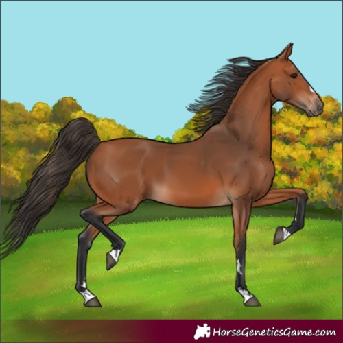 Horse Color:Bay 