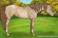 Horse Color:Liver Chestnut Pearl 