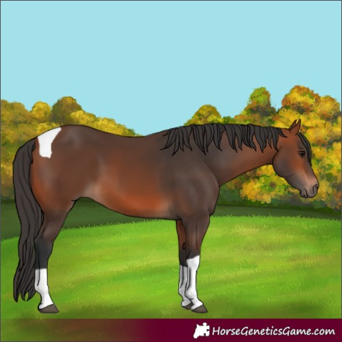 Horse Color:Bay Tobiano 