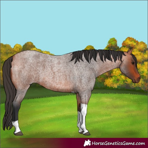 Horse Color:Bay Roan Tobiano 