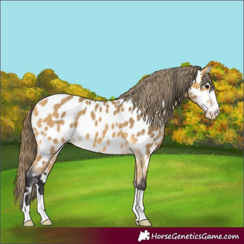 Horse Color:Buckskin Appaloosa 