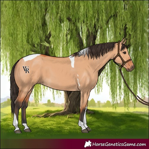 Horse Color:Bay Dun Tobiano 