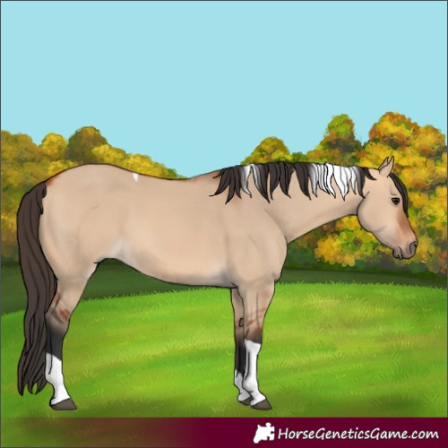 Horse Color:Bay Dun Tobiano 