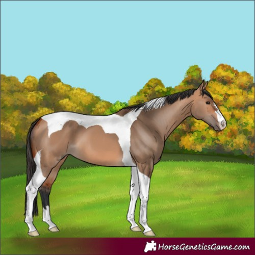 Horse Color:Bay Dun Tobiano 