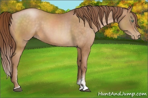 Horse Color:Chocolate Bay Pearl Sabino 