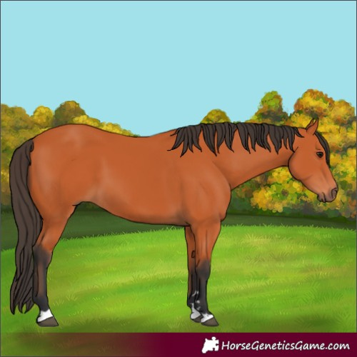 Horse Color:Bay 