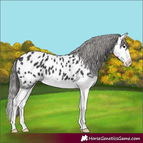 Horse Color:Black Splash Appaloosa 