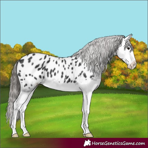 Horse Color:Black Splash Near Leopard 