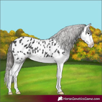 Horse Color:Black Splash Near Leopard