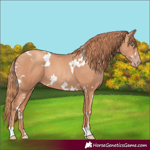 Horse Color:White Spotted Gold Champagne 