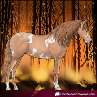 Horse Color:White Spotted Gold Champagne